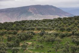 Image du Maroc Professionnelle de  Aghbalou un village berbère qui a su préserver sa culture et ses traditions située à 20km au sud d’Amezmiz, au pieds des montagnes du Haut Atlas, dans la région de Marrakech, ici en terre d’Amazigh, depuis longtemps l'agriculture d'olivier fait partie des produits agricole de la région. Le 27 Février 2006. (Photo / Abdeljalil Bounhar)
 